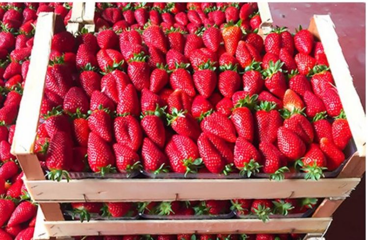 Arsyet pse duhet të konsumoni më shumë luleshtrydhe