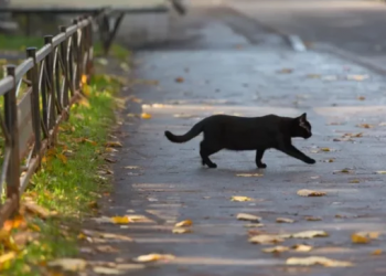 A është e vërtetë që macet e zeza ‘përcjellin’ fatin e keq?