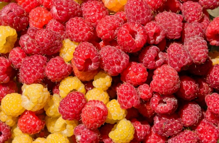 Mjedra, ja vetitë e këtij super fruti