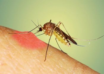 Lidhja e grupit të gjakut me pickimin e mushkonjave