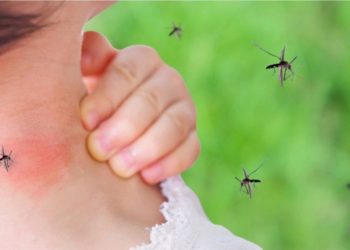 Mushkonjat pickojnë më shumë këta 4 lloje njerëzish