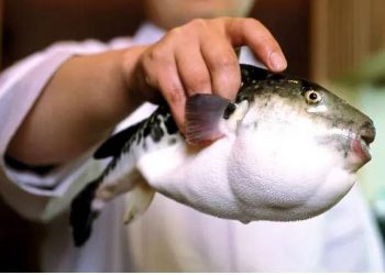 Hëngrën peshkun helmues pa e ditur, vdes çifti