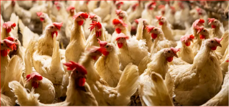 Ua nxjerr inatin pulave të fqinjit, dënohet me burg kinezi