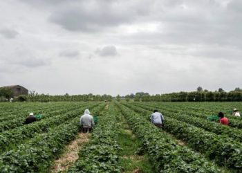 Kriza për fuqi punëtore, Italia kërkon 1 milion persona