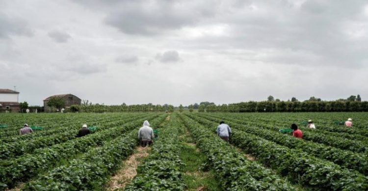 Kriza për fuqi punëtore, Italia kërkon 1 milion persona