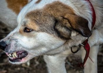 Rritet rreziku nga gripi i qenve, ja çfarë kanë zbuluar studiuesit