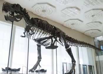 Skeleti i dinozaurit 67-milionë vjeçar shitet 6 mln dollarë
