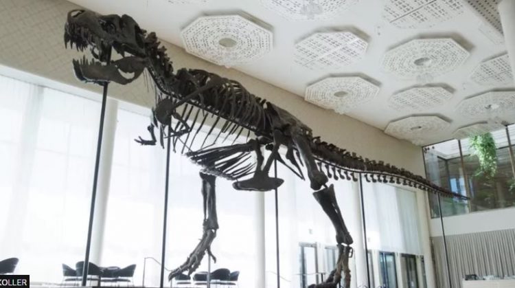 Skeleti i dinozaurit 67-milionë vjeçar shitet 6 mln dollarë
