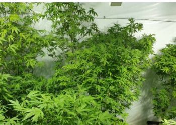 Zbulohen sera kanabisi në Krujë, shpallen në kërkim babë e bir