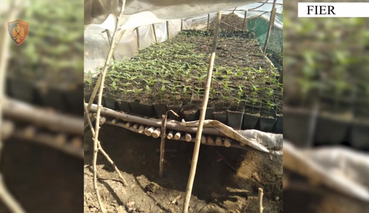 Zbulohet serë me kanabis në Roskovec, arrestohet 46 vjeçari