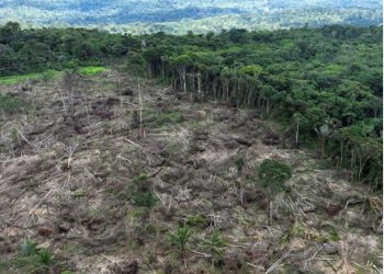 BE ndalon mallrat që lidhen me shpyllëzimin