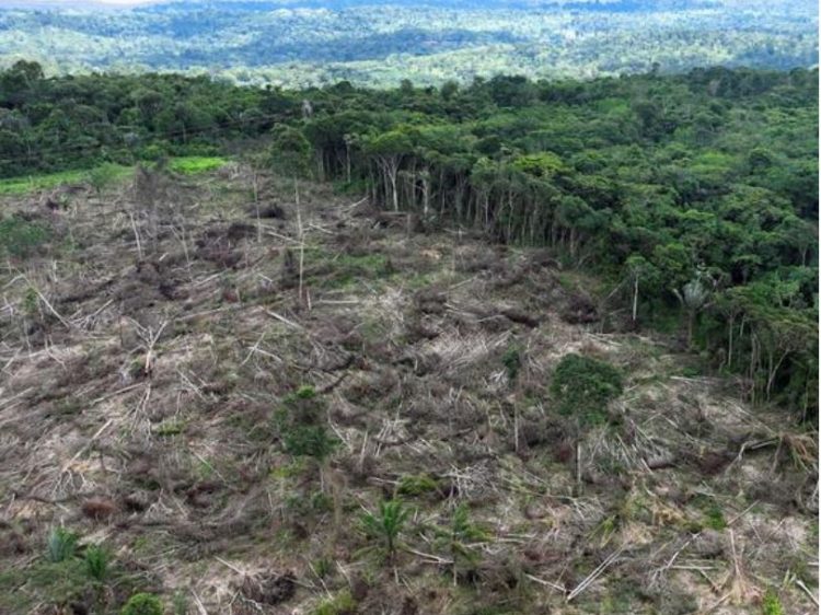 BE ndalon mallrat që lidhen me shpyllëzimin