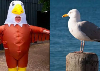 Kopsht zoologjik që të punëson për të frikësuar pulëbardhat