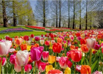 Holanda hap një nga kopshtet më të mëdha të tulipanëve
