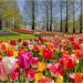 Holanda hap një nga kopshtet më të mëdha të tulipanëve