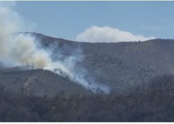 Bie zjarr në masivin pyjor në Pogradec