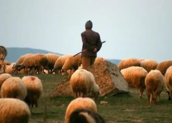 Humb jetën bariu në Himarë, detajet e para