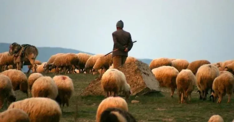 Humb jetën bariu në Himarë, detajet e para