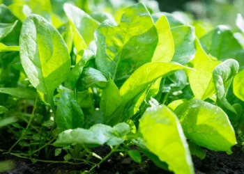 Ja si ta rrisni spinaqin e freskët në kushte shtëpie