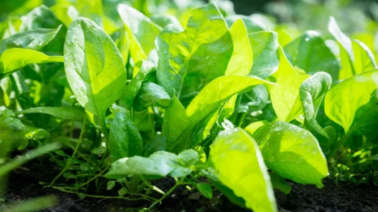 Ja si ta rrisni spinaqin e freskët në kushte shtëpie