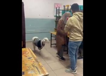 VIDEO/ Votuesen e shoqëron një qengj, momentet pikante nga balotazhi presidencial në Turqi