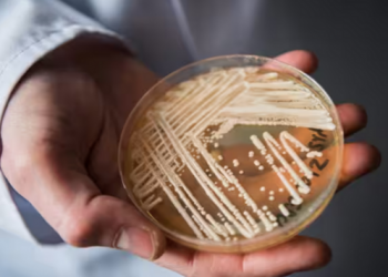 Viktima e parë në Itali nga “kërpudha vrasëse”, ja si transmetohet infeksioni