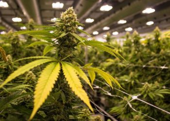 U kap në shtëpinë e barit në Belgjikë, ja sa vite burg rrezikon shqiptari