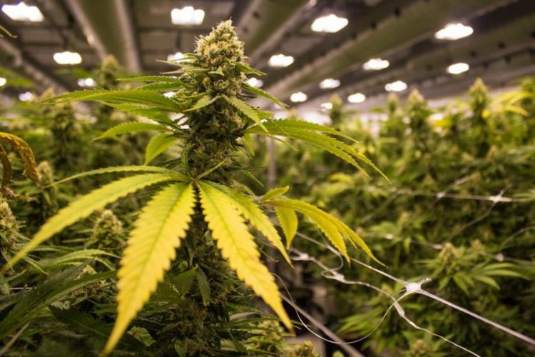 U kap në shtëpinë e barit në Belgjikë, ja sa vite burg rrezikon shqiptari