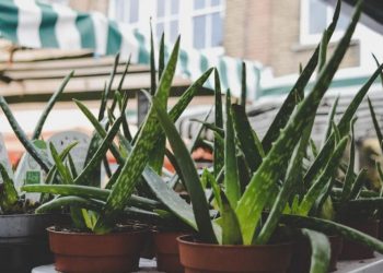 Ja bima që përshpejton shërimin e plagëve trupore