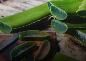 Ja përfitimet esenciale që kemi nga Aloe Vera