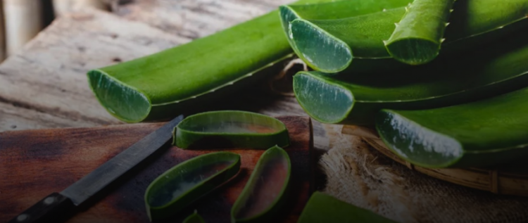 Ja përfitimet esenciale që kemi nga Aloe Vera