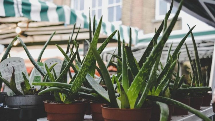 Ja bima që përshpejton shërimin e plagëve trupore