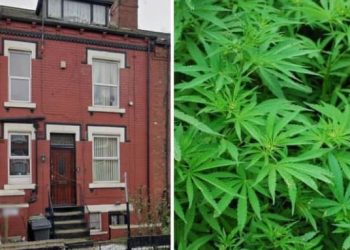 Historia e trishtë/ Trafikantët mbajnë “peng” shqiptarin në fermën e kanabisit, ja si survejohej