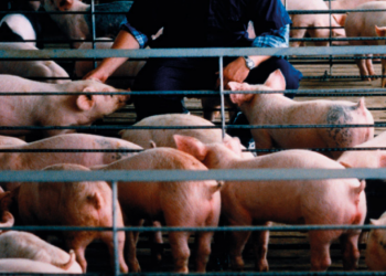 Kosova i bashkohet fushatës të rëndësishme së EFSA-s