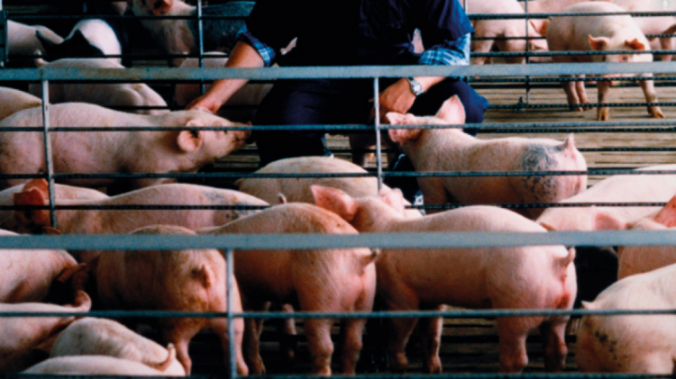 Kosova i bashkohet fushatës të rëndësishme së EFSA-s