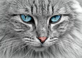 Ja çfarë do i ndodhte planetit nëse nuk do ekzistonin macet