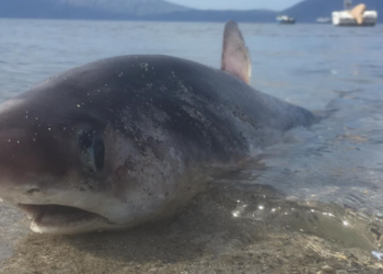 Foto/ Kapet peshkaqeni i rrallë në Vlorë