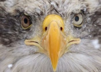 Temperaturat e ulëta kanë një efekt misterioz në jetëgjatësinë tonë