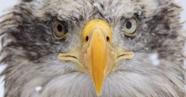 Temperaturat e ulëta kanë një efekt misterioz në jetëgjatësinë tonë