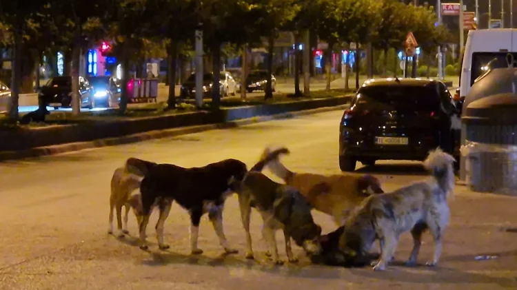Qentë endacak bëjnë “ligjin” në Tetovë