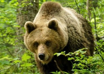 E RËNDË! Gjendet koka e një njeriu pranë ariut të murrmë