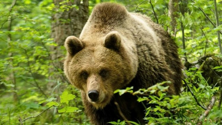 E RËNDË! Gjendet koka e një njeriu pranë ariut të murrmë