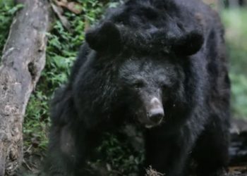 Ariu hyn në një banesë, por aty… (VIDEO)