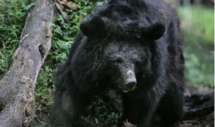 Ariu hyn në një banesë, por aty… (VIDEO)