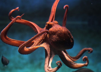 Shkencëtarët zbulojnë sjelljen e çuditshme te oktapodi: Ata janë në gjendje që të shohin…