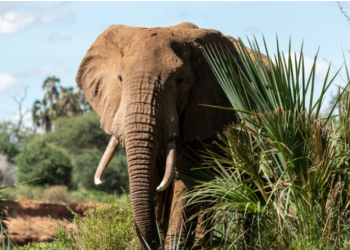 “Jashtë nga toka jonë!”/ Elefantët “bëjnë ligjin”, vrasin dy persona në Kamerun