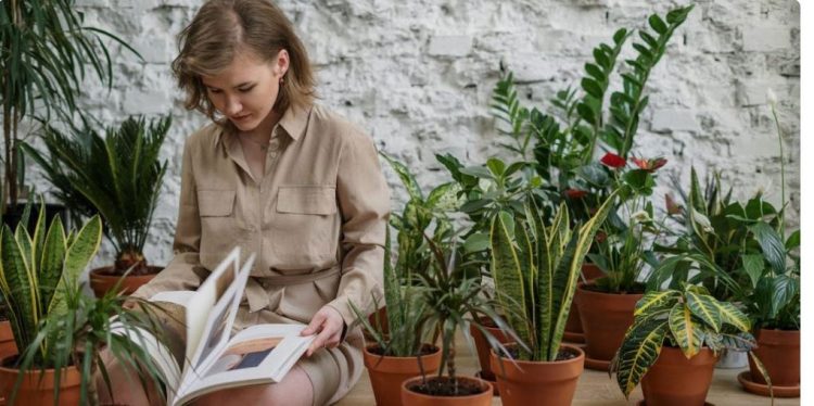 Duke rritur këto bimë, do të shpëtoni nga mushkonjat