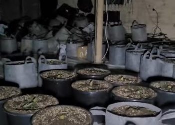 Kultivonin drogë me shumicë, ja 4 shqiptarët e arrestuar (EMRAT)