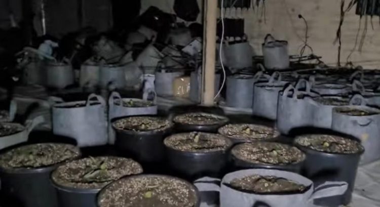 Kultivonin drogë me shumicë, ja 4 shqiptarët e arrestuar (EMRAT)