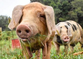 Ekspertët: Përdorimi i yndyrës së derrit si karburant për avionët do të dëmtojë planetin